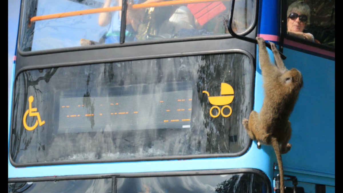 Peoplesbus's tweet image. Only two more sleeps before the start of this years Safari Xpress to @KnowsleySafari 🦓🐫🐅🐒 Book your seats online at ticketapp2.ibooking.com/V35/book.asp?i… @Merseytravel @EchoWhatsOn @daysoutguide @MumsnetTowers @DigitalMumsHQ #liverpooldaysout #EasterHolidays