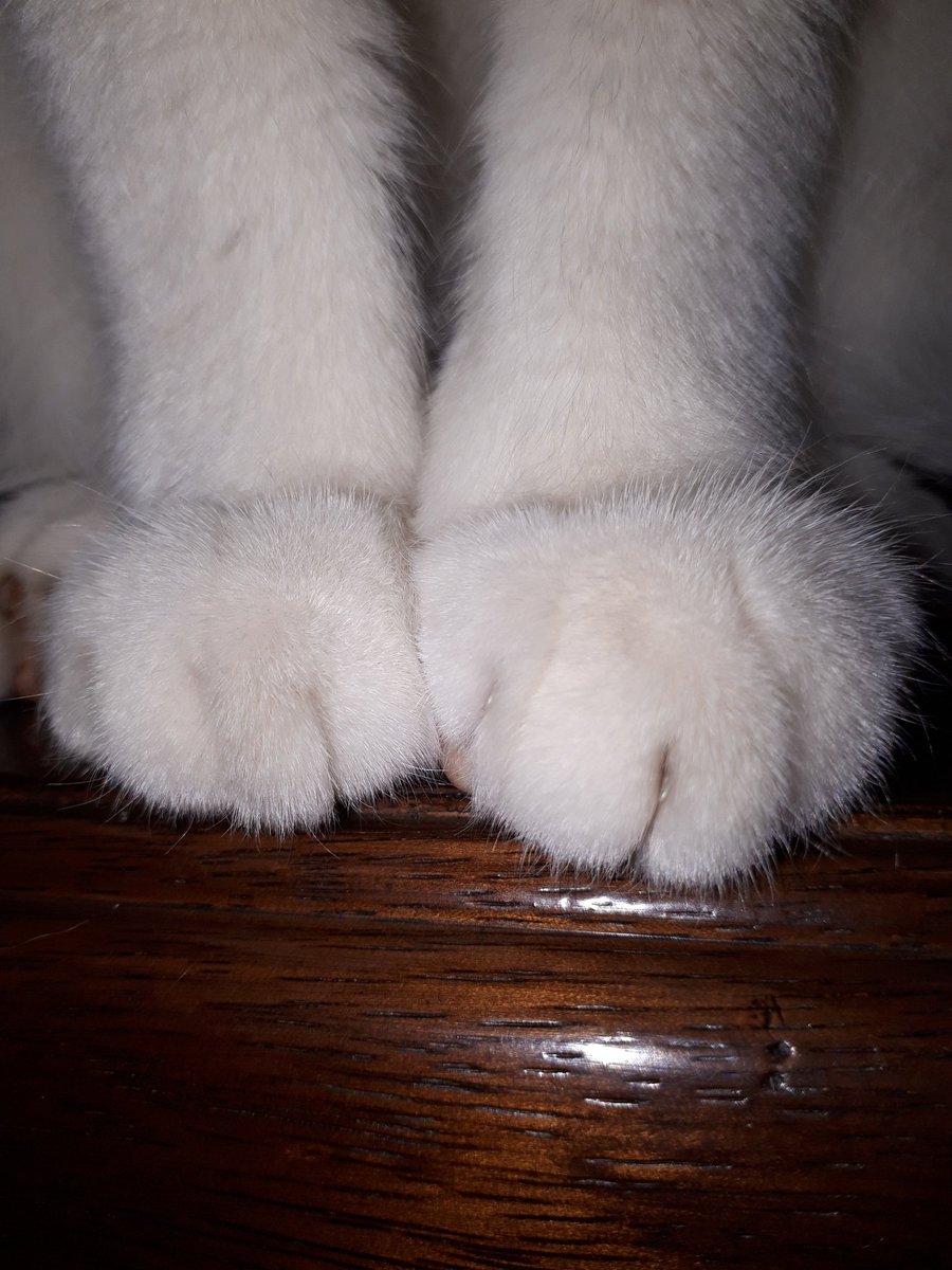 けしかライン Twitter Search