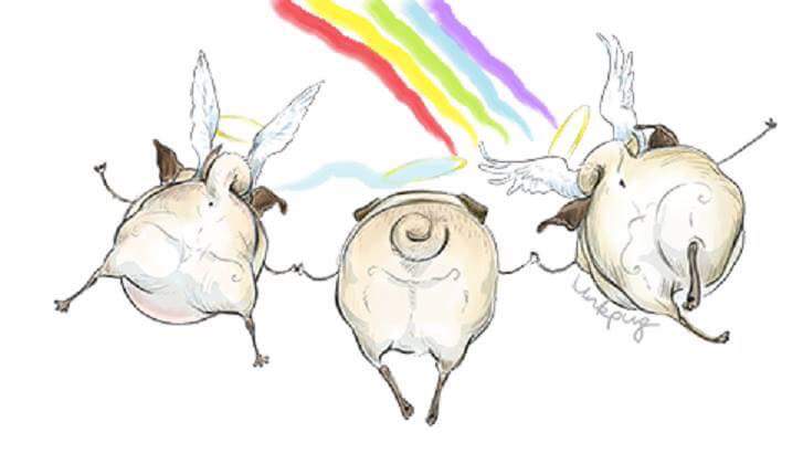 Mr. Tomo Pug #Angel tweet media