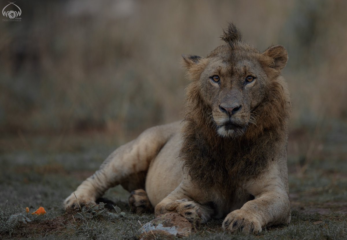 ParasChandaria's tweet photo. The Kali Prince
Nairobi National Park, Kenya
#worldofthewild #wow #kenya #magicalkenya #whyilovekenya #nairobi #inmybackyard #nairobinationalpark #magic #love #africageo #wild #wildlife #lion #Simba #reroutesgr #savennp #prince #bold #kali https://t.co/rve3Nveeye