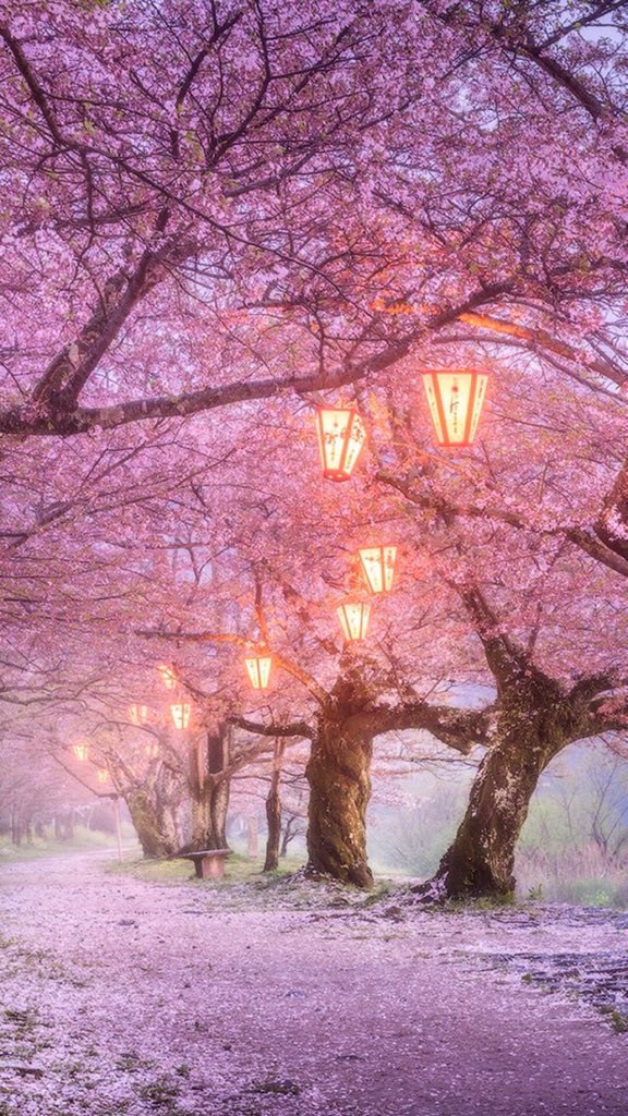 torarelaxtime's tweet image. The cherry blossom season when you loved🌸Have a lovely new day.
#cherryblossom #CherryBlossoms #cherryseason #SAKURA #Photography #Spring #nature #naturephotography #landscape #landscapephotography
