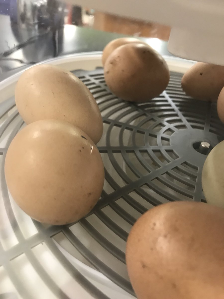 MrsHartLCMS's tweet photo. Our babies are hatching! Come “chick” them out!!! #lcmscougarstrong #lcmsbabychicks https://t.co/iiSVVPuDxu