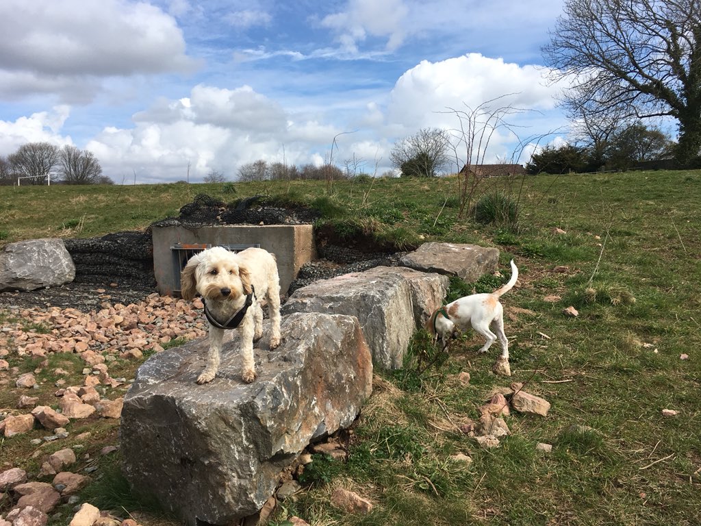 VPDogWalking's tweet photo. Beautiful sunshine today! #cockapoo #beagle #cardiff #dogwalker #whichurch #llandaff #dogwalking https://t.co/p6RrinqqMb