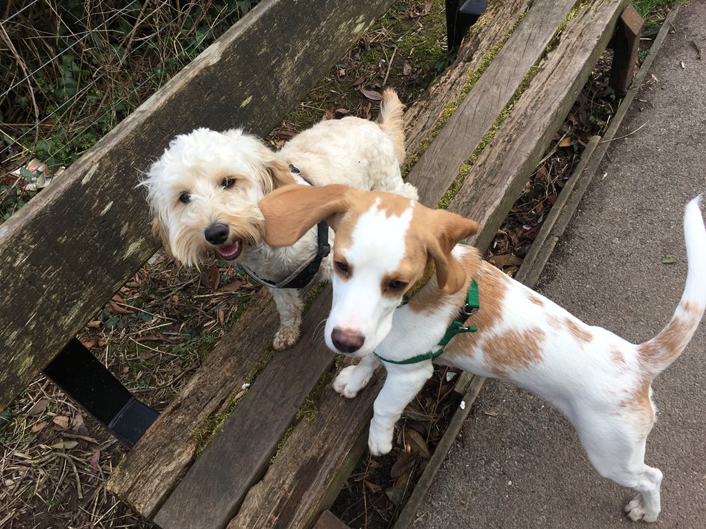 VPDogWalking's tweet photo. Beautiful sunshine today! #cockapoo #beagle #cardiff #dogwalker #whichurch #llandaff #dogwalking https://t.co/p6RrinqqMb