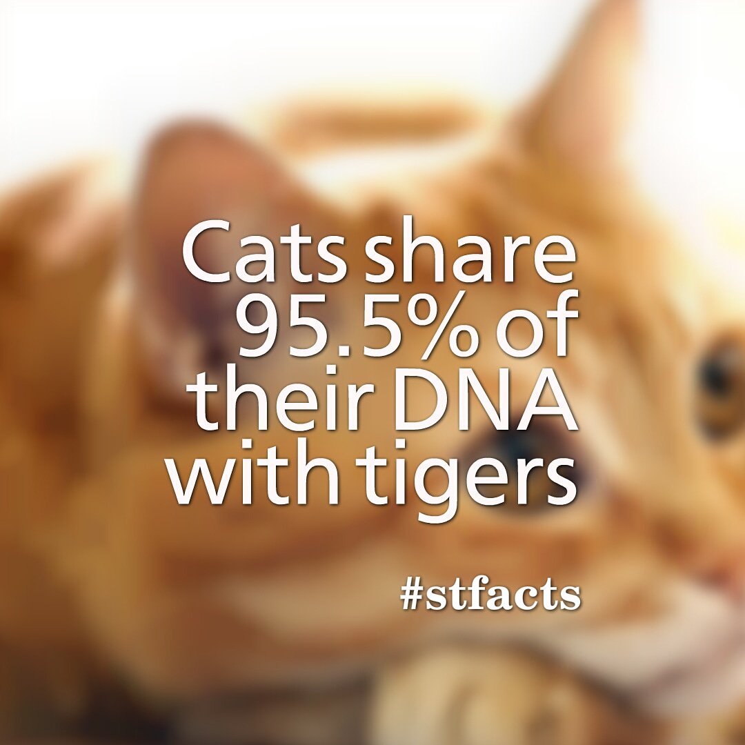 Shuletime's tweet photo. Cats share 95.5% of their DNA with tiger. #stfacts #wild https://t.co/C70qTTd42N