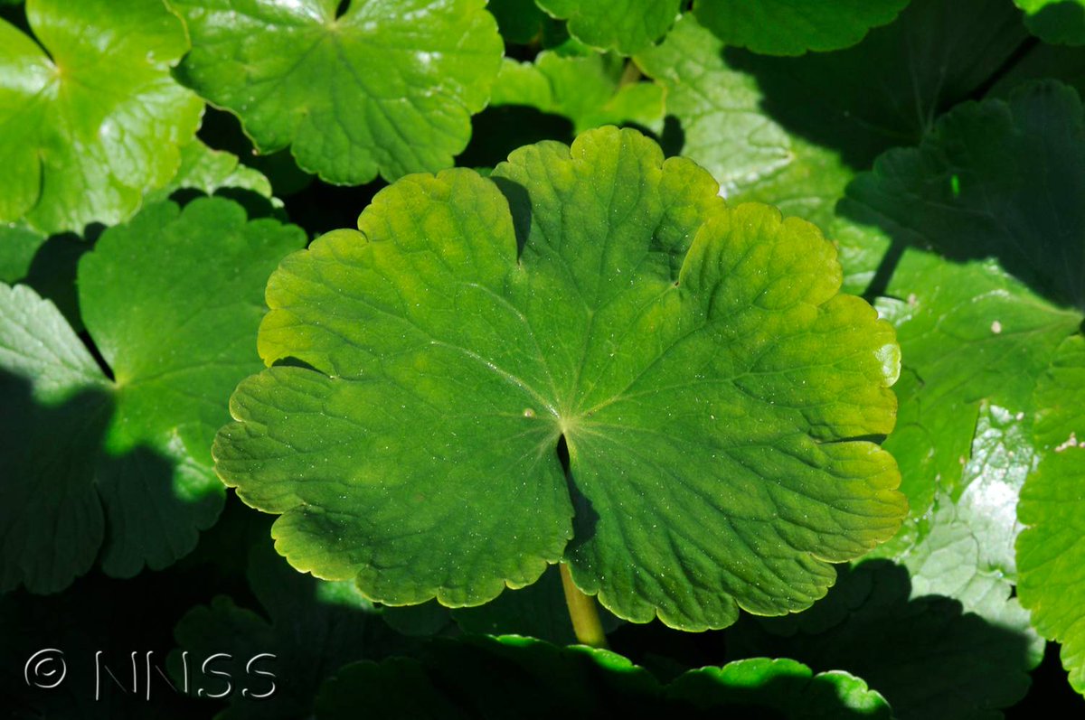ScotEnvironment's tweet photo. #getINNSvolved during #InvasivesWeek (23-29 March). Read our latest blog about partnership working between @ScottishEPA @fcscotland & @DefraGovUK to deal with an outbreak of Floating Pennywort near Roseisle, Moray https://t.co/eRBhpGotgT #ScotEnvironment https://t.co/QxTkUPCaBR