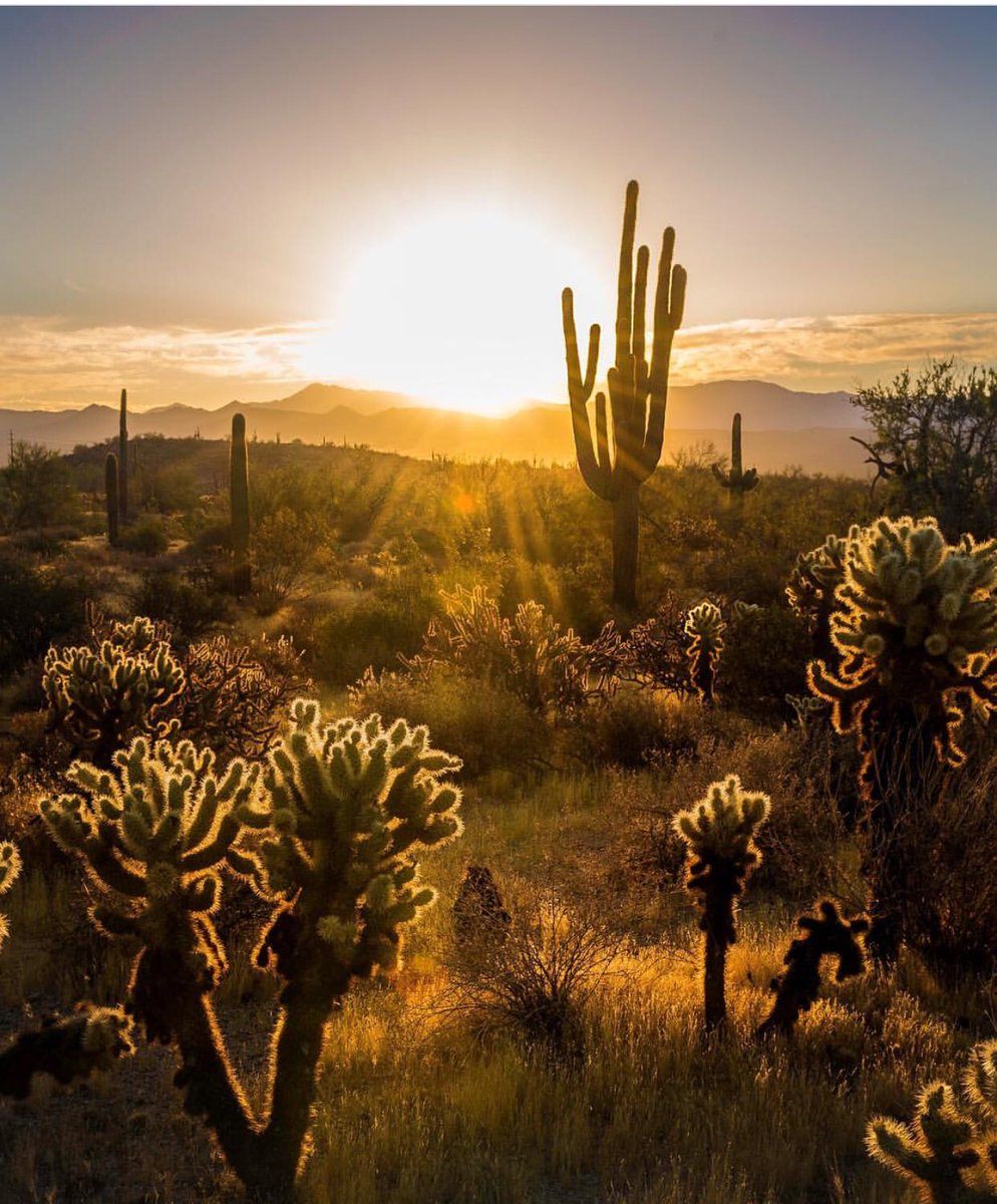 EdPierce25's tweet photo. Good Monday Morning to you! Here’s an #Arizona #sunrise to start your week off right. #arizonaisgorgeous #desert #cactus #realestate #realtor #homeforsale #phoenix  #az #homesforsale #phoenixrealestate #arizonarealestate #scottsdale https://t.co/987ZSnFOpI