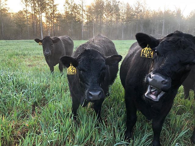 GeorgiaGrown's tweet photo. It's Monday already? π³π³
.
.
We hope your week is off to a great start, #GeorgiaGrown friends!
.
.
π·: #GaAgWeek2018 photo contest submission from Jennifer J. of Americus, Ga. https://t.co/0Yddx4EZCa https://t.co/k53GKKF94P