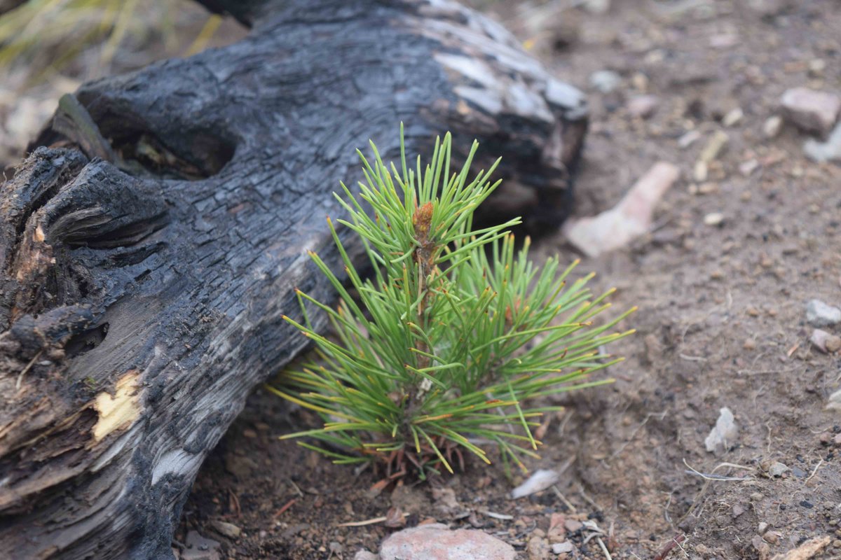 NationalForests's tweet photo. You're just a few clicks away from planting some trees on our National Forests. https://t.co/RAe28OJ7BS https://t.co/RSKcj3cTlA