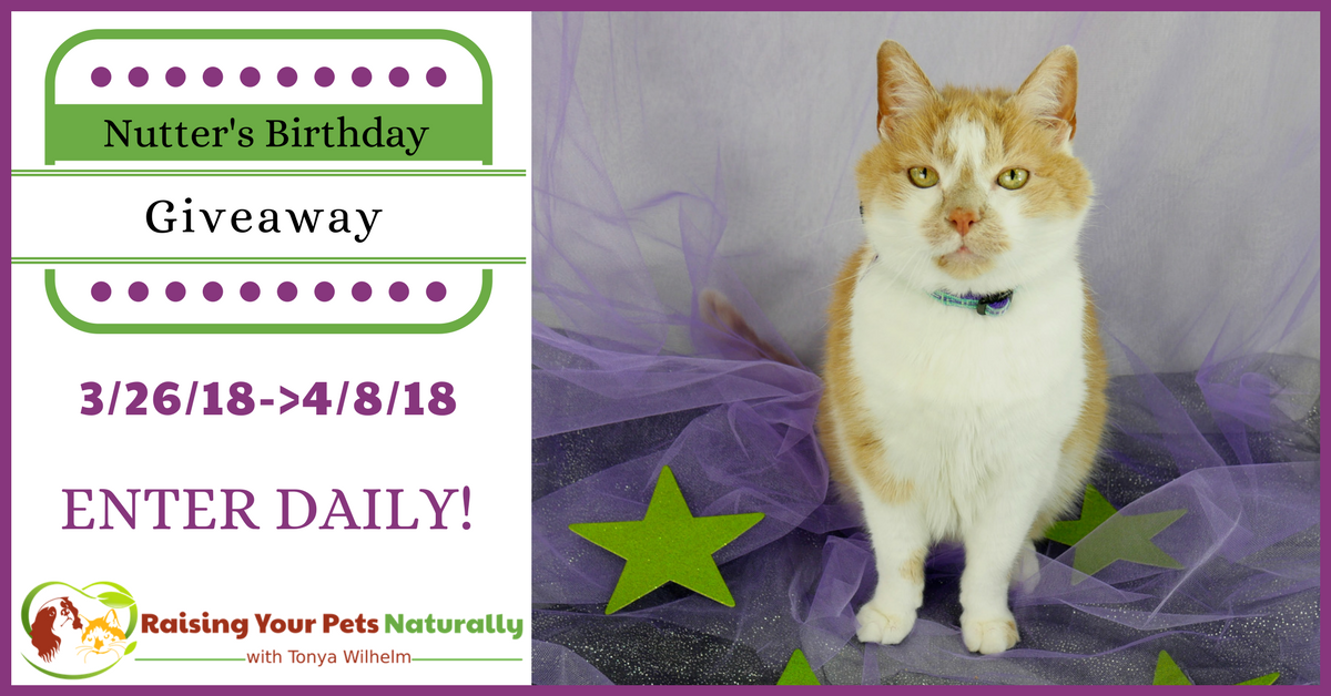 dogtrainer4ever's tweet photo. Nutter The Cat’s Birthday #BlogGiveaway #PetContest #sponsored Celebrate Nutter The Cat’s 20th Birthday by entering today-->  https://t.co/vthKj8aE7a via @dogtrainer4ever @treatibles @darwinspet #giveaways #win #naturalpets #healthypets #realfoodforcats #rawcat #cbdforpets https://t.co/a6yXPlFLaX