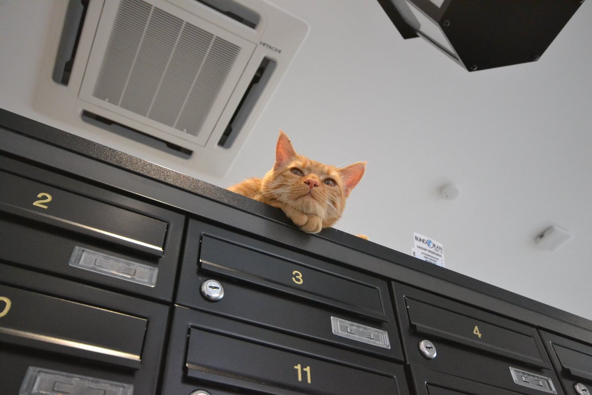 Abourke3Aoife's tweet image. Being watched as I checked my mail this morning 
#Cat #Catlife #BinaryHub