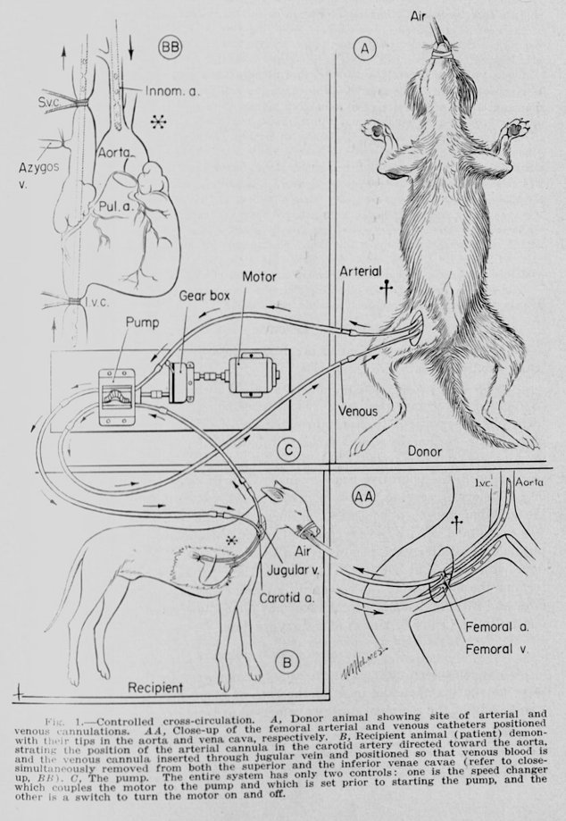 Cross-circulation was initially intended only as an interim method to allow open heart experiments on dogs without the need for expensive equipment. However, Lillehei realized that dogs operated on in this manner survived at a much higher rate than those using a pump oxygenator.