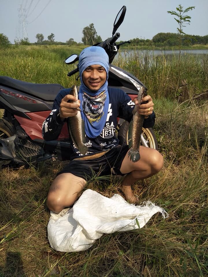 surachet1986's tweet photo. ปลาช่อนตัวกำลังโต https://t.co/JvUUA6CRir