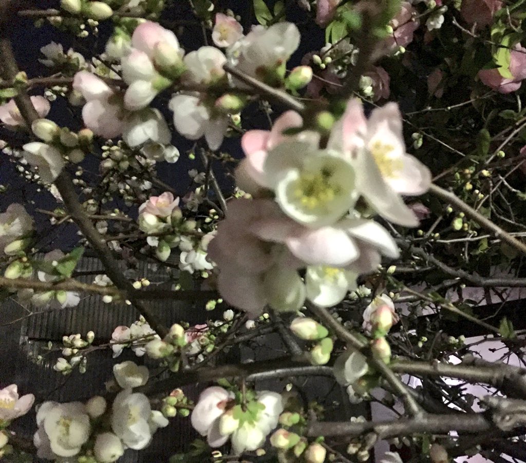 MGb9b's tweet photo. この花
この花
この花。・゜・゜・。 https://t.co/aEUi9PVlGt