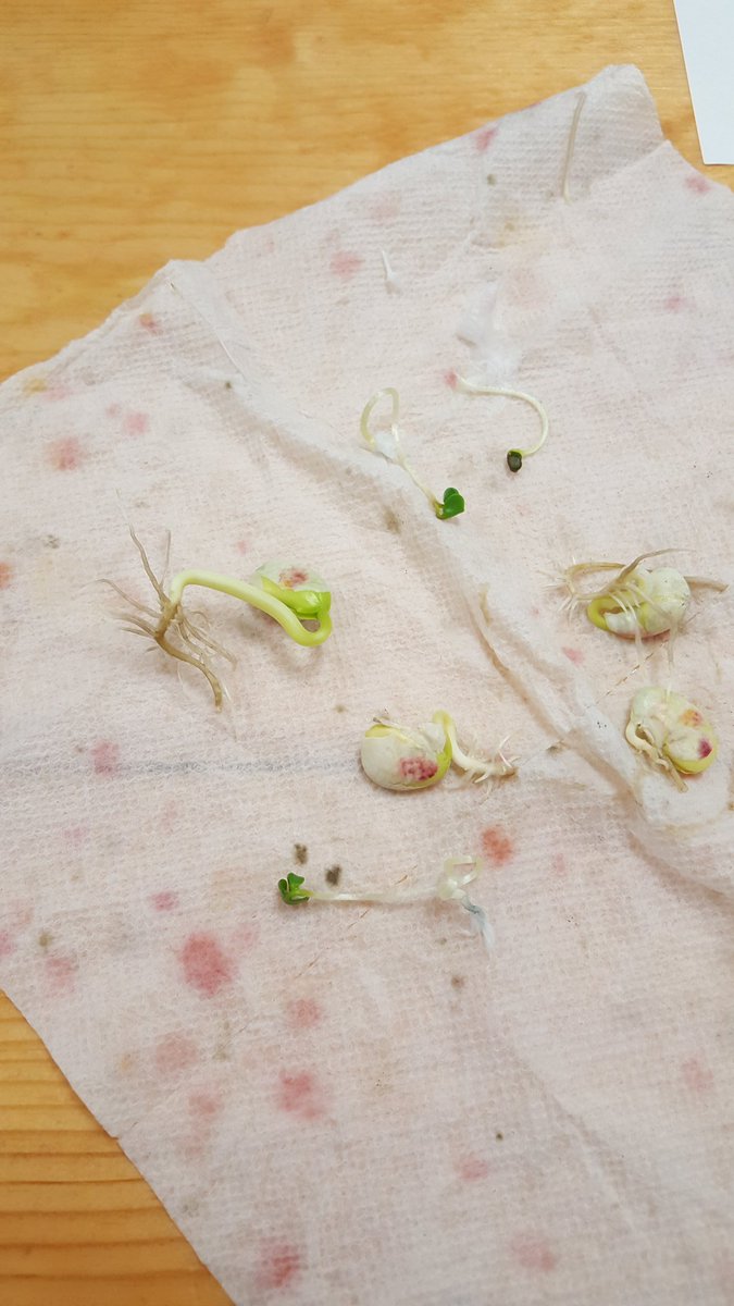 carolyndannis's tweet photo. SVES 4th Grade Science.  #wowscience,  #limabeans #radishseeds @SunsetValleyES https://t.co/tyMMxlx8Vp