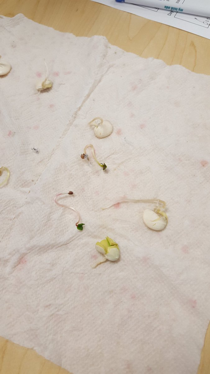 carolyndannis's tweet photo. SVES 4th Grade Science.  #wowscience,  #limabeans #radishseeds @SunsetValleyES https://t.co/tyMMxlx8Vp