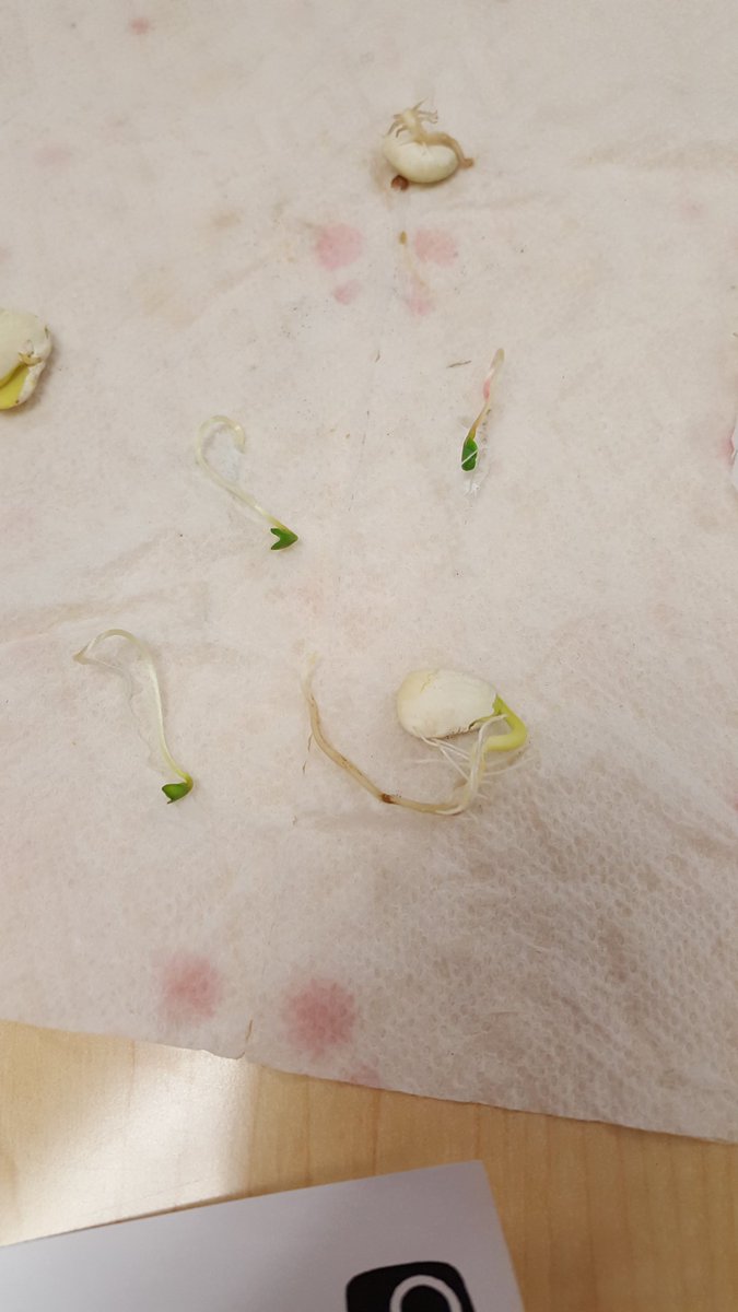 carolyndannis's tweet photo. SVES 4th Grade Science.  #wowscience,  #limabeans #radishseeds @SunsetValleyES https://t.co/tyMMxlx8Vp