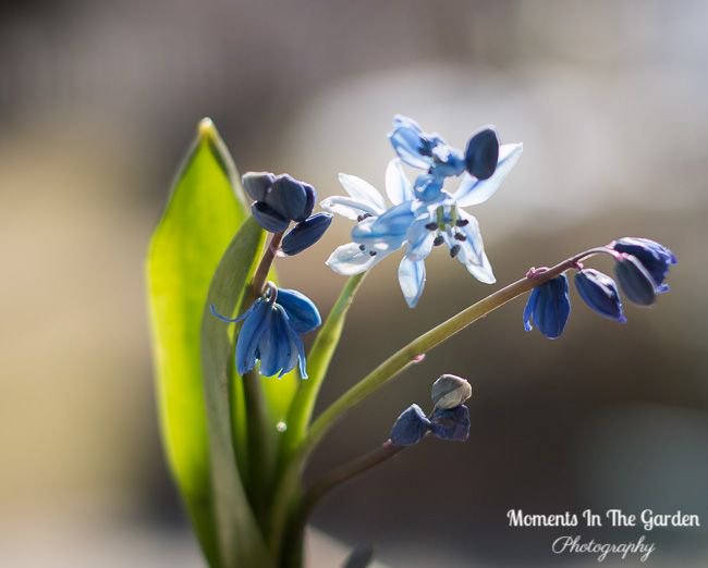 MomentsintheG's tweet photo. Happy Monday.  Love the sun catching the first dainty blue blooms on the chionodoxa.  #chionodoxa #earlyspringbulb #springtime #springhassprung #floralphotography #momentsinthegardenphotography https://t.co/7EJ48D3UpG