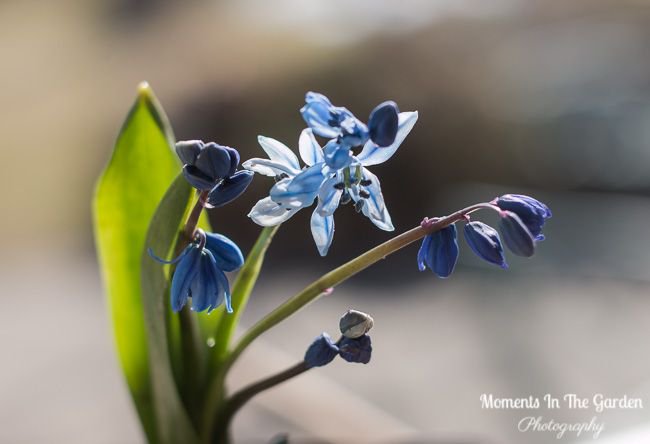 MomentsintheG's tweet photo. Happy Monday.  Love the sun catching the first dainty blue blooms on the chionodoxa.  #chionodoxa #earlyspringbulb #springtime #springhassprung #floralphotography #momentsinthegardenphotography https://t.co/7EJ48D3UpG