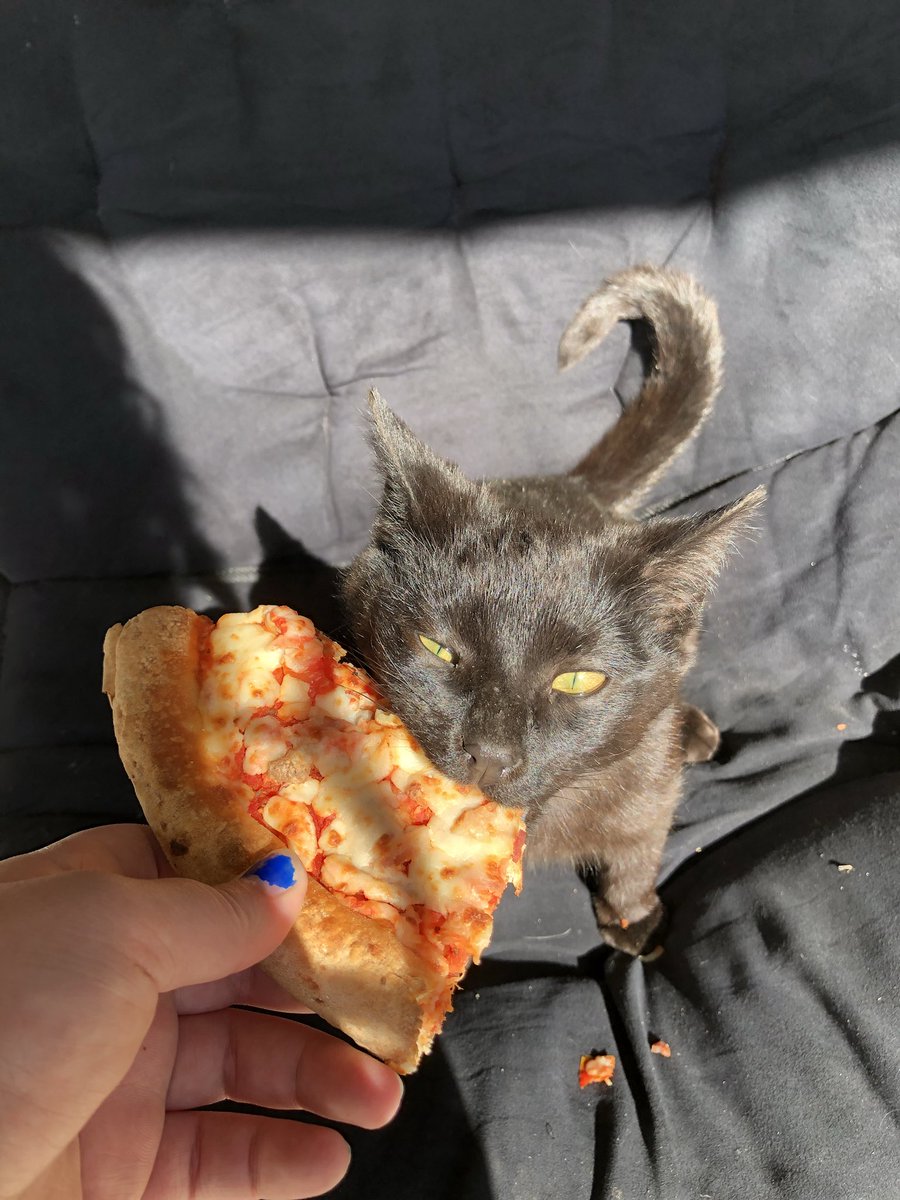 BASEDZ0Z0's tweet photo. I feed the neighborhood cats and I got a couple shots of my fav eating pizza https://t.co/lnsddjBdYu