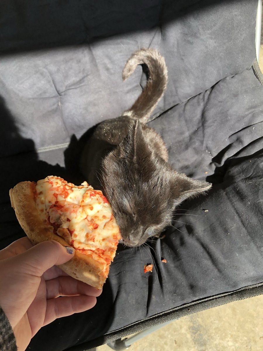 BASEDZ0Z0's tweet photo. I feed the neighborhood cats and I got a couple shots of my fav eating pizza https://t.co/lnsddjBdYu