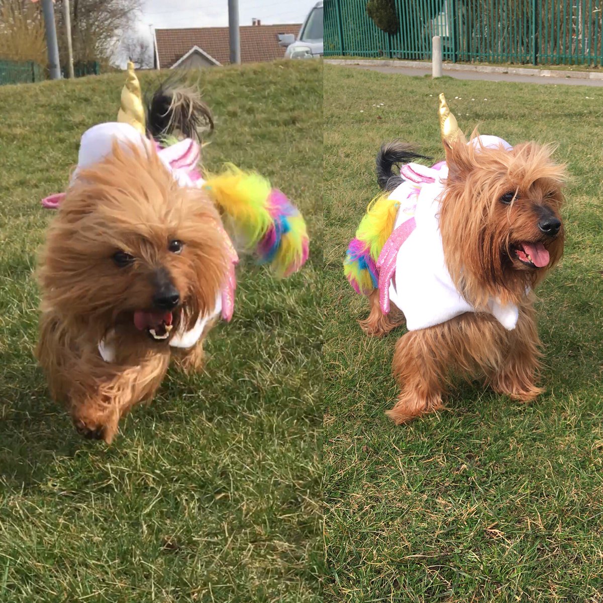 KashiaGirl's tweet photo. Miłość 💝💙 LOVE💕🦄#unicorn #dog #dogsofinstagram #kashapt https://t.co/NbggOu2cNh