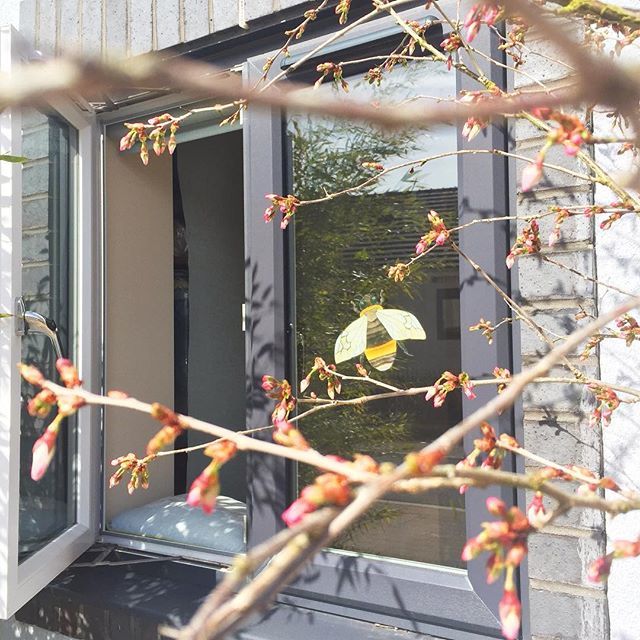 Spring cherry buds and bees outside the studio window today... having a play with making some fun window stickers! #createinspring #facethespring #botanicalforagersunitedsocietyinc #plantsmakepeoplehappy #allthingsbotanical #inspiredbynature #alltheflowers #urbanjungle #bota…