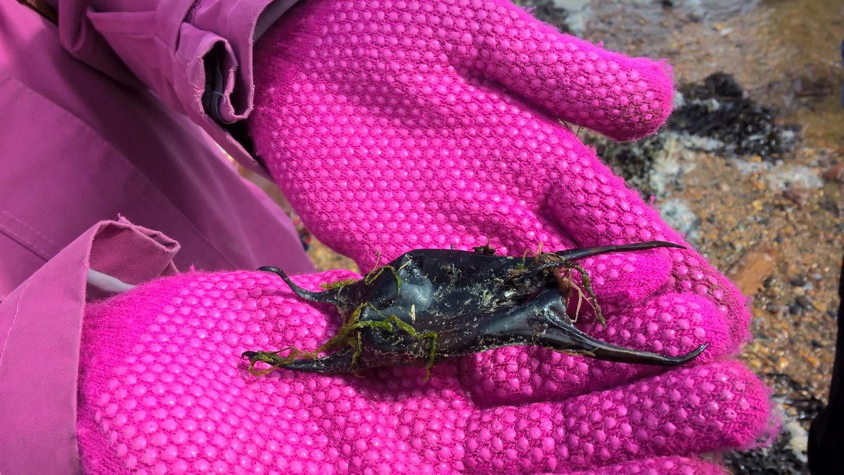 HIWWTPeople's tweet photo. Some marvellous discoveries have been made during this month's school visits to #miltonlocks. Check out this mysterious 'mermaid's purse' which is actually the egg case of a ray. #miltonshiddenseashore @heritagelottery @HantsIWWildlife https://t.co/WxTBtW69kO