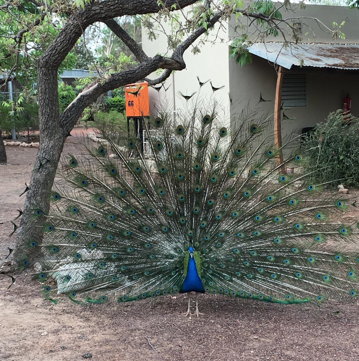 Amazing week out in #Mali with @HUM_gold. Bruno the Komana Camp #peacock even gave a nice good bye display!