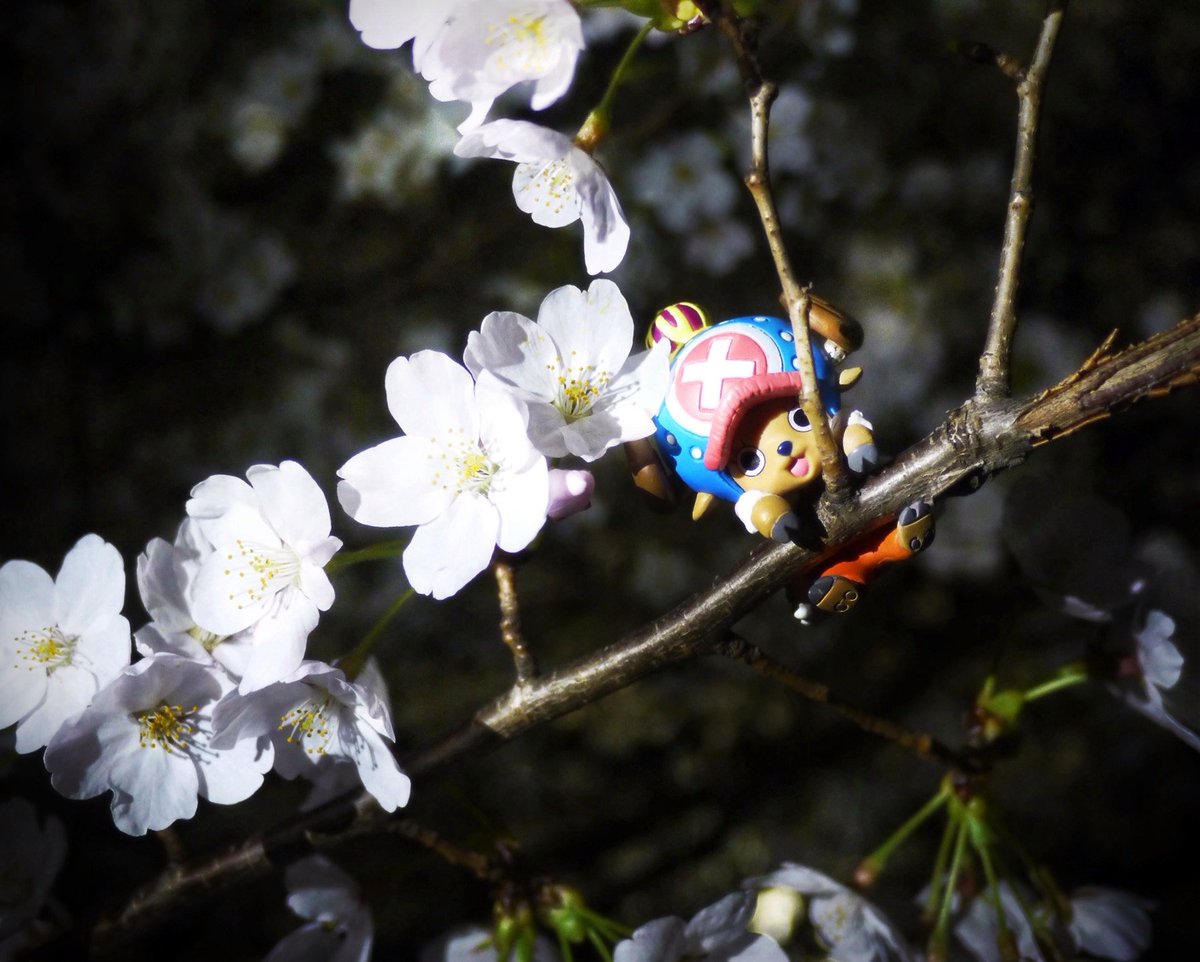O Xrhsths Lefty Sto Twitter チョッパーとサンジ君と夜桜 ワンピースフィギュアを投稿しよう ワンピースフィギュア桜写真18