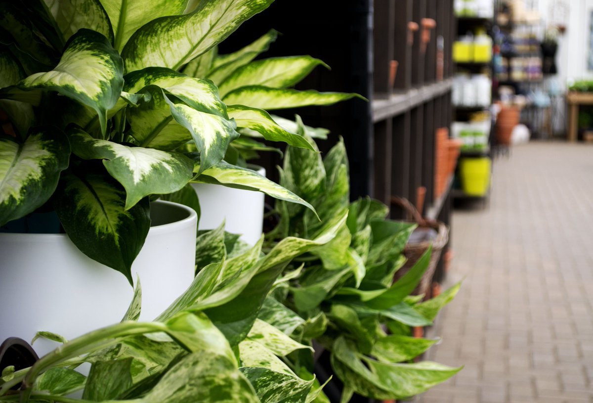 Did you know it's best to fertilize indoor #plants as they begin to grow in the spring? As soon as they start growing they will require more water, so keep an eye on how quickly they dry. #livingwithplants