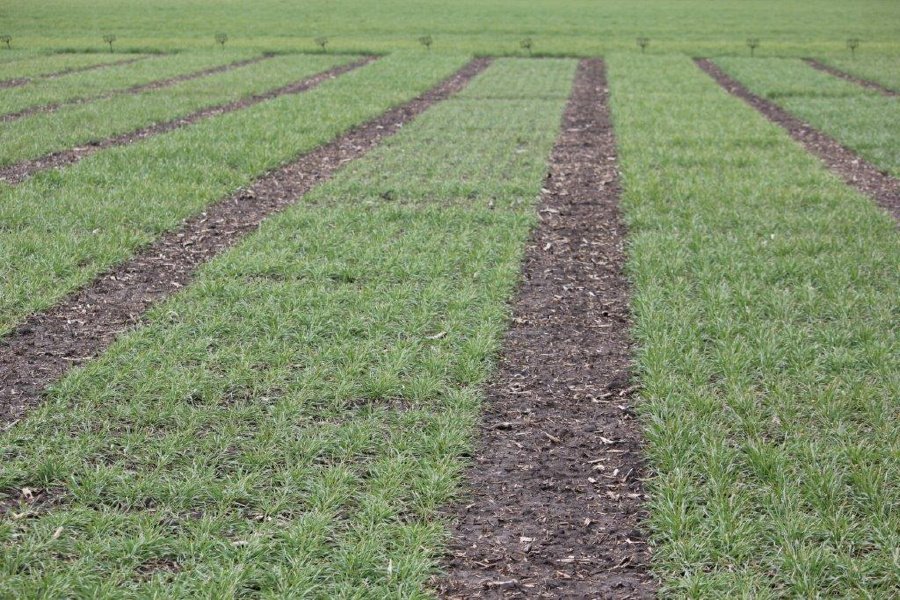 AgrovistaUK's tweet photo. Noticeable difference with varieties early on at our #Coldham #regionaltrials site. Open day dates will be released soon https://t.co/H9TGMWHW2P