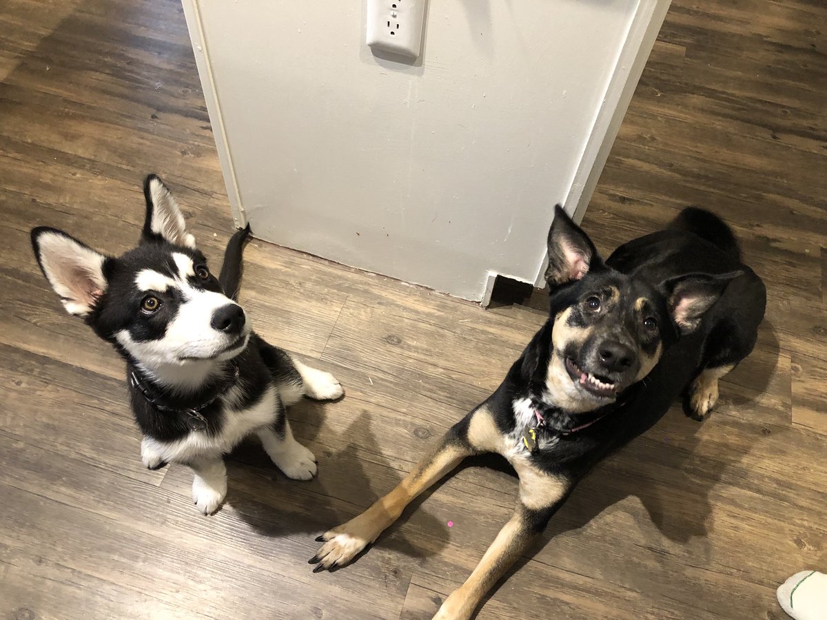 huskymeetsworld's tweet photo. Reunited with my best friend, Zelda❤️ https://t.co/16jgamu6eS