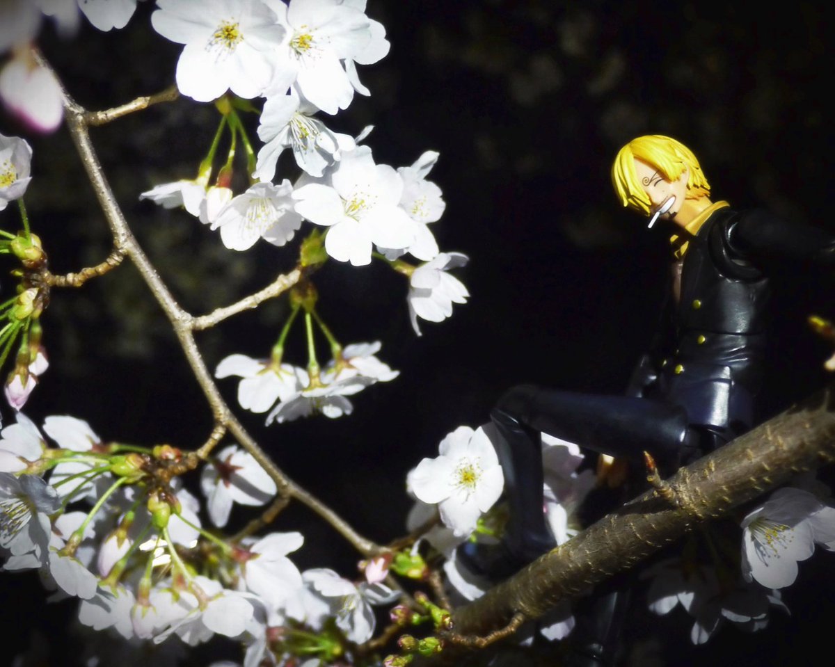 Lefty チョッパーとサンジ君と夜桜 ワンピースフィギュアを投稿しよう ワンピースフィギュア桜写真18