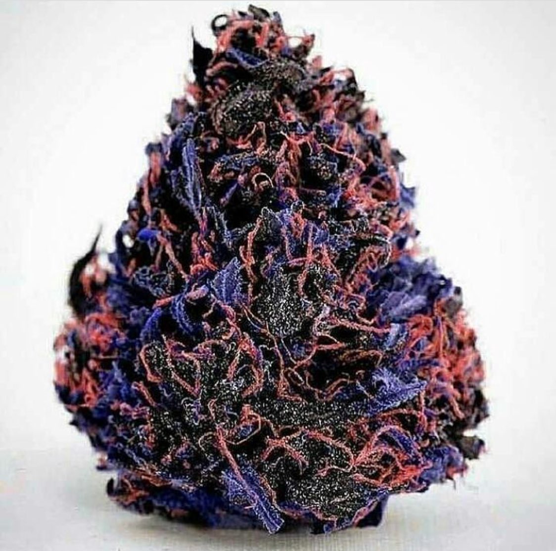 SpeedWeed's tweet photo. Bud of the day. https://t.co/wo8slS2RvV