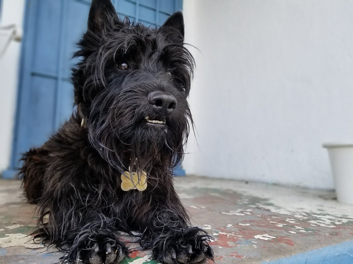 heyimwizz's tweet photo. Our dirty fur baby MR over the weekend.
#furbaby #scottishterrier #beforebath #handsomepup https://t.co/psVxceA6ZH