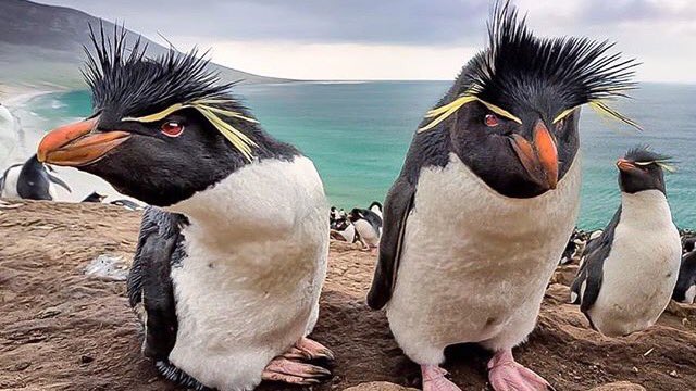 gabrielfoley's tweet image. Hooligans .....instagram.com/p/BgyvKBpBlGJ/ #pengiuns