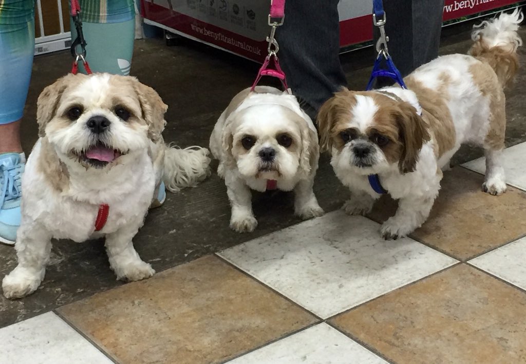 jamie_clark71's tweet photo. Totally dogtastic mate, it’s top of the paws for this trouble trio, Sam, Tom and Daisy with their new to be released single, ‘Hurry up I can’t keep still for much longer’ . 🤪🐾🐾🐾 #bubblespetcareongar #bubblesofongar #bubbles #pets #petcare #treats #bubblespetcare #cutedogs https://t.co/MBrzwtsCHm