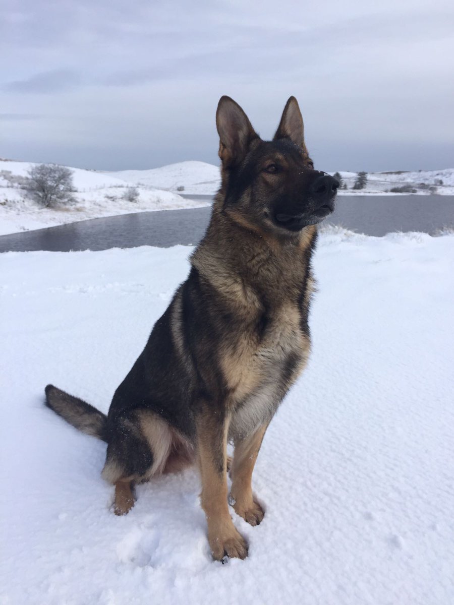 PSOSDogs's tweet photo. PD Razor located a vulnerable missing lady who was in need of medical help. When Razor found her she was unconscious. Undoubtedly without the dog her outcome could have been very different. #PDRazor #KeepingPeopleSafe #NotAllHerosWearCapes #TopTeam #Missing #NotJustCrime 🐕 https://t.co/EZf6aZE5cq