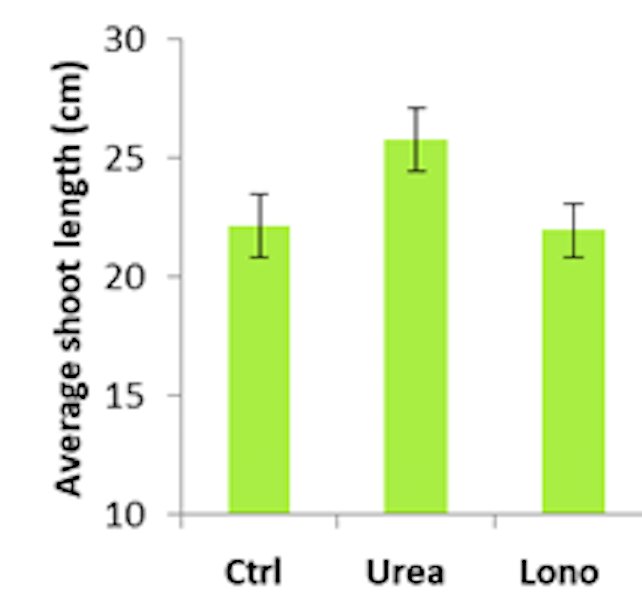LevityCropScien's tweet photo. Latest data on potatoes from our lab. With conventional urea applications height increases but not leaf number. With Lono we hold the height but have more leaves per unit of shoot - more efficient for light capture #sustainable #innovation https://t.co/rZhqDA0p5n