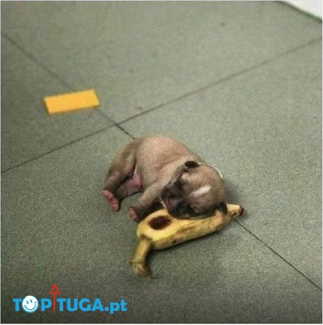 TopTuga's tweet image. Como uma segunda-feira

Vê mais aqui:
toptuga.pt/sociedade/item…