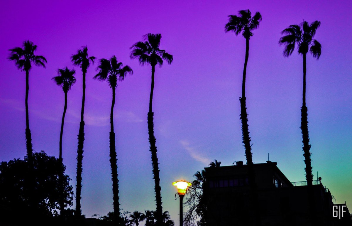 fady6ix's tweet photo. Palm trees & Cairo dreams🌴📸.
#photography #photoshoot #palmtrees #streetphotography #ThisIsEgypt #CairoLife #thisislife #Lightroom #blue https://t.co/A66AMWeGHs