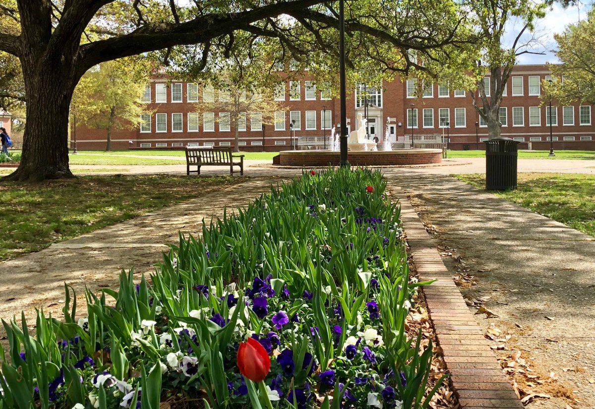 lkguice's tweet photo. First tulips and pansies blooming in the Quad. A most special time of the year! #EverLoyalBe https://t.co/56zokQCJuq