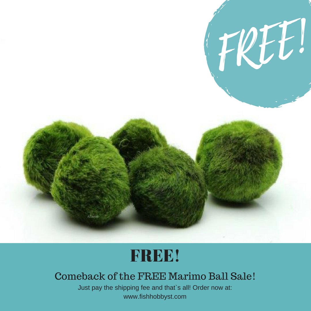 fishhobbyst's tweet photo. 🆓 Marimo Ball Sale is back! 🎉 Just pay the shipping and that`s all! Order now below! 👇🏻
https://t.co/hmHsjU2iXX
🎍 🎋 🍃 
#fishkeeping #fish #aquarium #cichlids #fishroom #fishtank #fishshow #fishlover #aquariumfish #exoticfish #flowerhorn https://t.co/RmKF26pAAZ