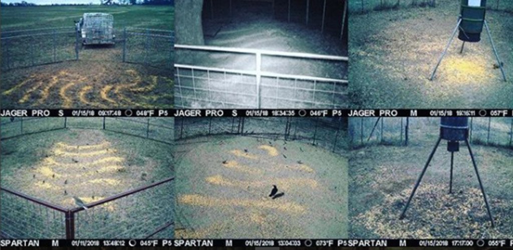 spartancamera's tweet image. What's your camera set up look like? 📷 via Instagram fan Vollemanbenjamin #cameraviews #SpartanGoCamera #SpartanCamera #feedingtime #trailcamera #cellularcamera