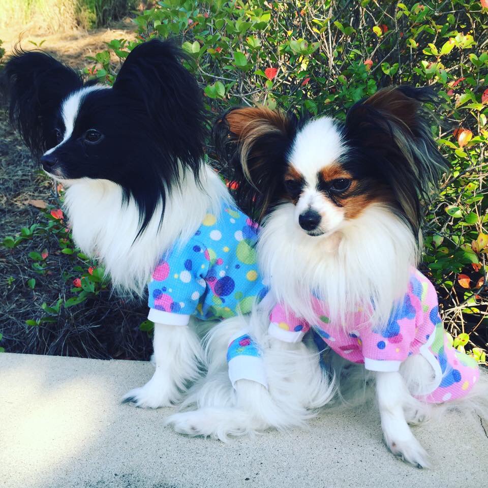 RuffRuffCouture's tweet photo. Ruff Ruff Couture is lucky to have the world's best dog models.  Here are Max and Belle modeling our Mr. &amp; Mrs. Bubbles Snuggle Suits. https://t.co/U6lxELUdTO