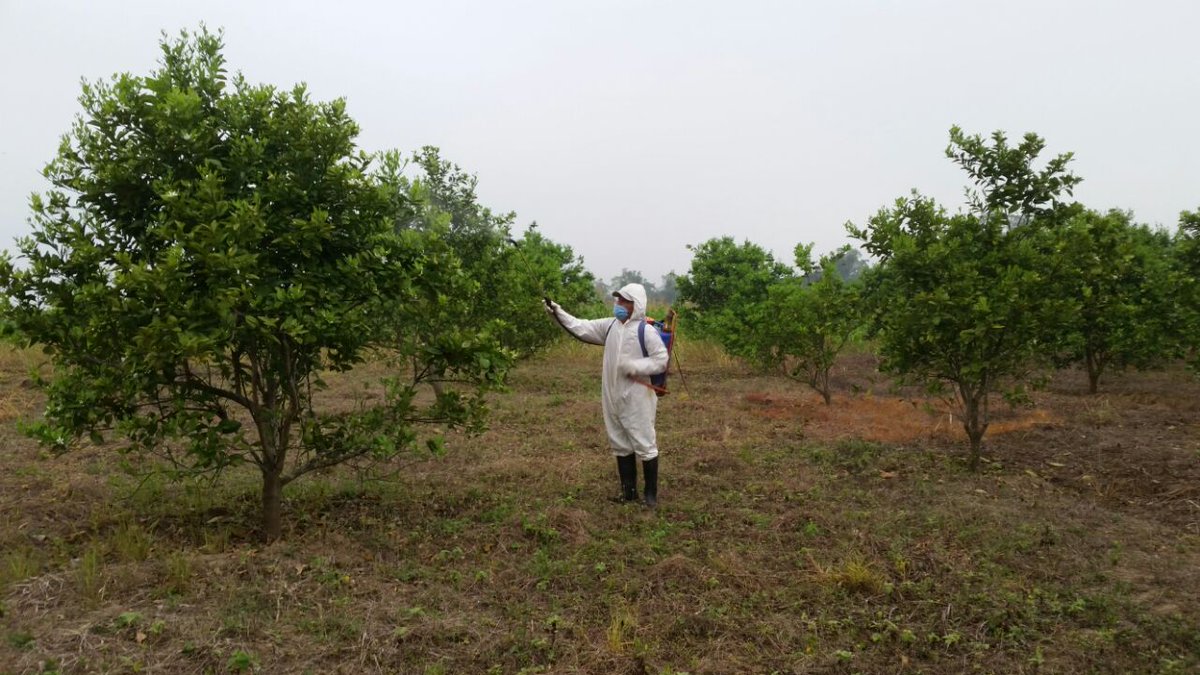 cesaveh's tweet photo. Para impactar las poblaciones del Psílido asiático, vector del HLB de los cítricos. Personal del #CESAVEH en coordinación con productores, está llevando a cabo el control regional en base a Hongos entomopatógenos y Aceite mineral en 4,296 ha de naranja... https://t.co/Xhzynh7SE1 https://t.co/74unUBuOPR