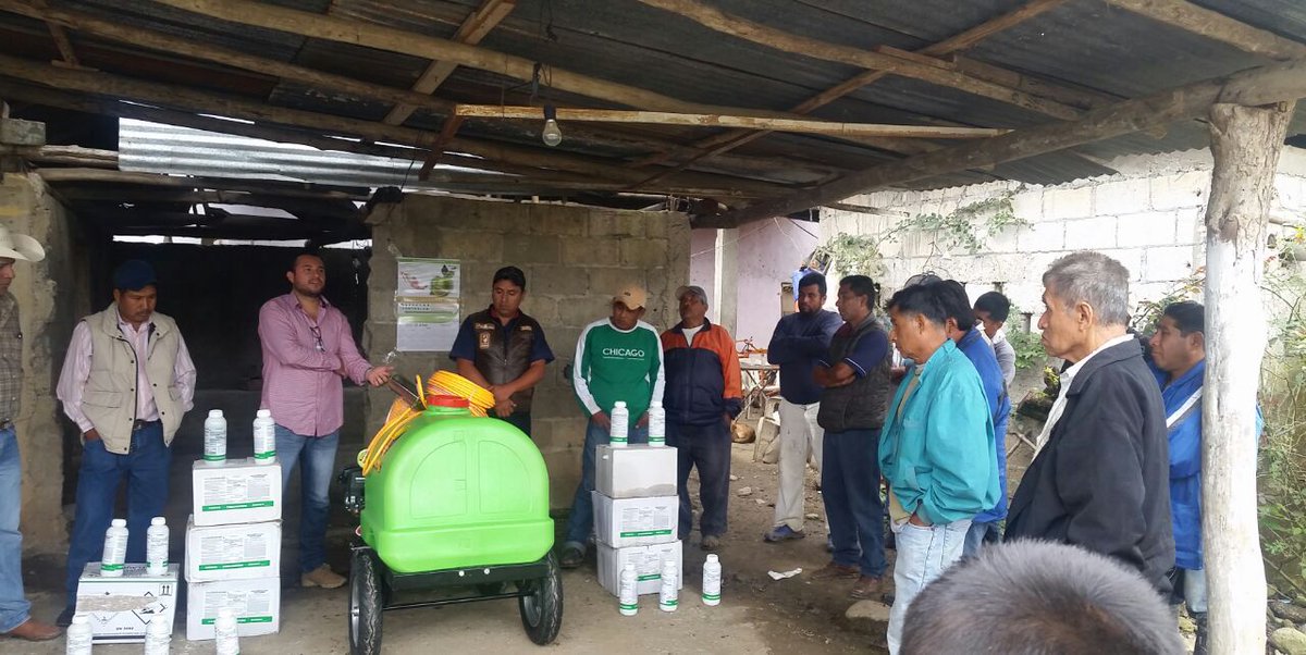 cesaveh's tweet photo. Para impactar las poblaciones del Psílido asiático, vector del HLB de los cítricos. Personal del #CESAVEH en coordinación con productores, está llevando a cabo el control regional en base a Hongos entomopatógenos y Aceite mineral en 4,296 ha de naranja... https://t.co/Xhzynh7SE1 https://t.co/74unUBuOPR