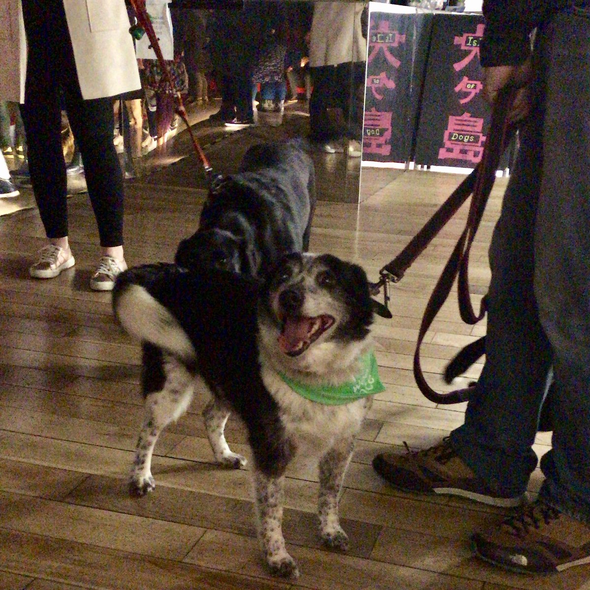 thedoggiedo's tweet photo. Still reliving the phenomenal experience of co-hosting Ireland’s 1st #dogfriendly screening ❤️🐶🎥@isleofdogsmovie @LightHouseD7 @20CenturyFoxIRL @DogsTrust_IE https://t.co/DtCUuDdQLJ