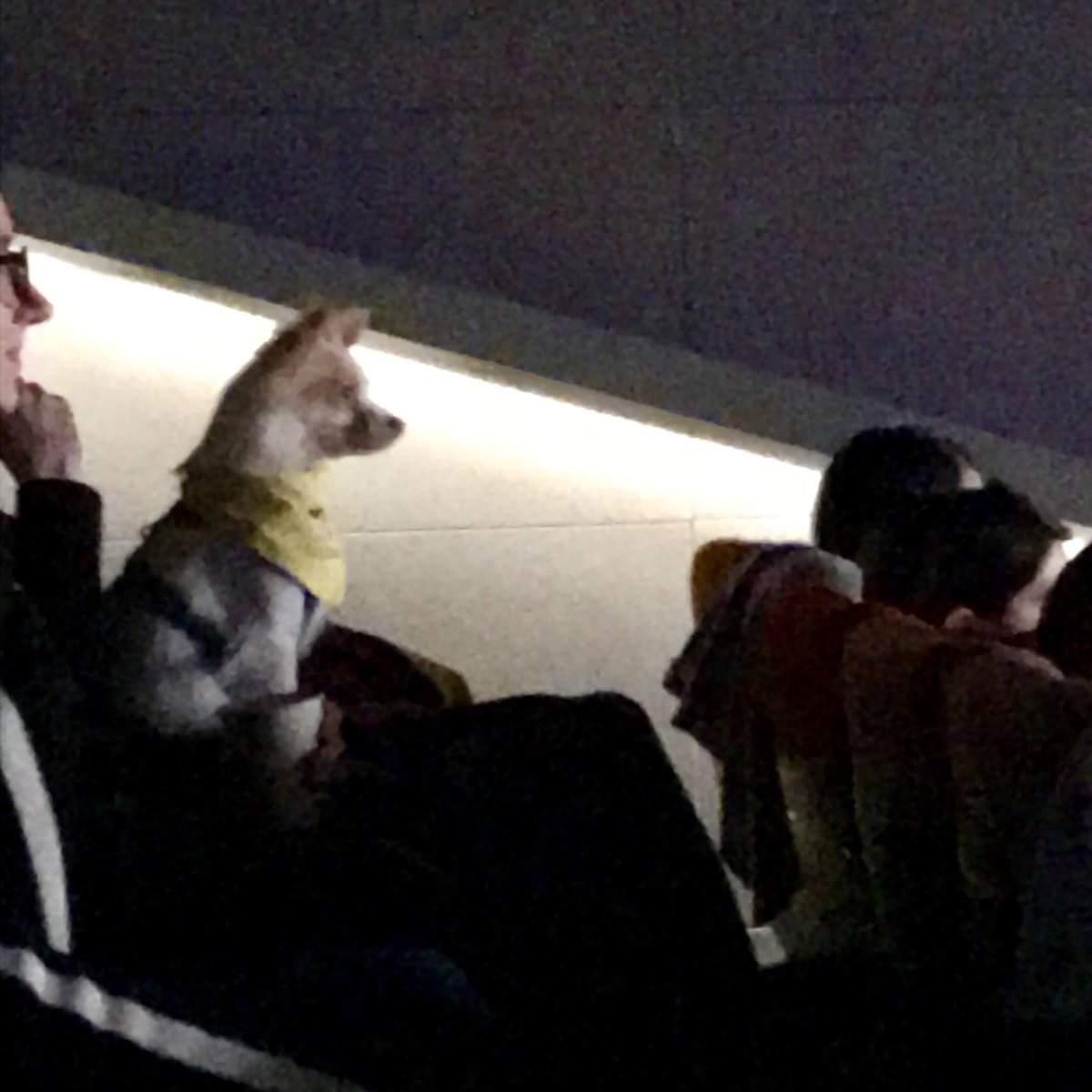 thedoggiedo's tweet photo. Still reliving the phenomenal experience of co-hosting Ireland’s 1st #dogfriendly screening ❤️🐶🎥@isleofdogsmovie @LightHouseD7 @20CenturyFoxIRL @DogsTrust_IE https://t.co/DtCUuDdQLJ